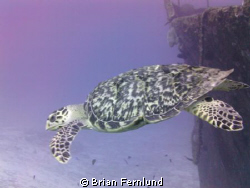 Turtle and C-51 Wreck by Brian Fernlund 